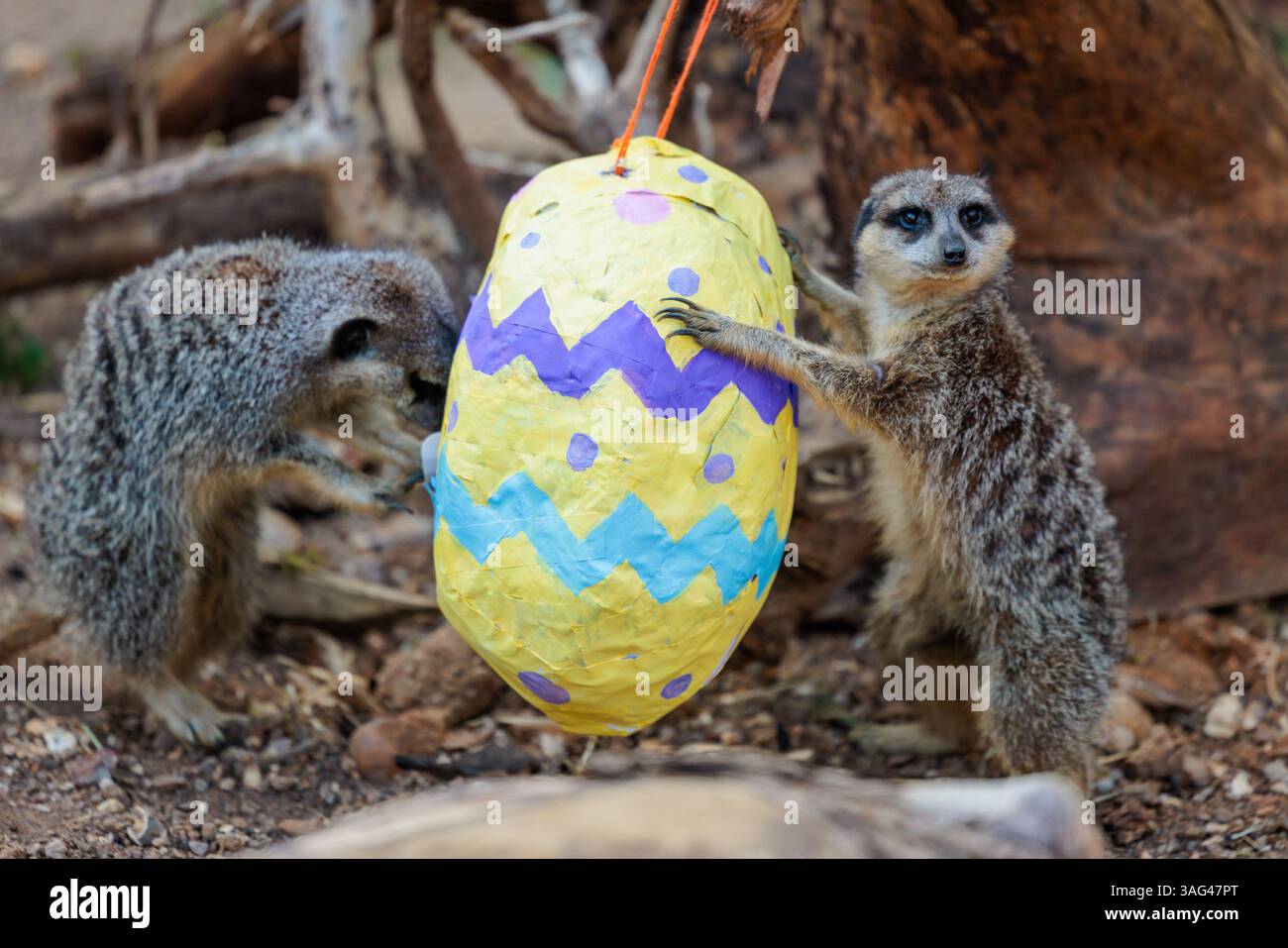 ZSL London Zoo, Großbritannien. April 2025. ZSL London Zoo Tierpfleger bereiteten eine Ostereierjagd für die Tiere vor. Die Erdmännchen Frank, Penelope und Dracula des Naturschutzzoos haben ihre Pfoten auf einem großen Papierknochen, gefüllt mit einer Handvoll ihrer Lieblings-Mehlwürmer, mâché. Die Tierpfleger schneiden ein Loch in das Ei, um die drei neugierigen Erdmännchen dazu zu ermutigen, im Ei zu fressen, und stellen ihre Entdeckungsfähigkeiten auf die Probe. Quelle: Amanda Rose/Alamy Live News Stockfoto