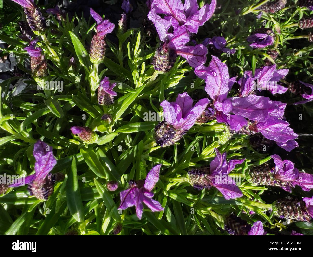 Französischer Lavendel, Lavandula Stoechas, Blumen in Blüte mit Wasser. Smartphone-Foto Stockfoto