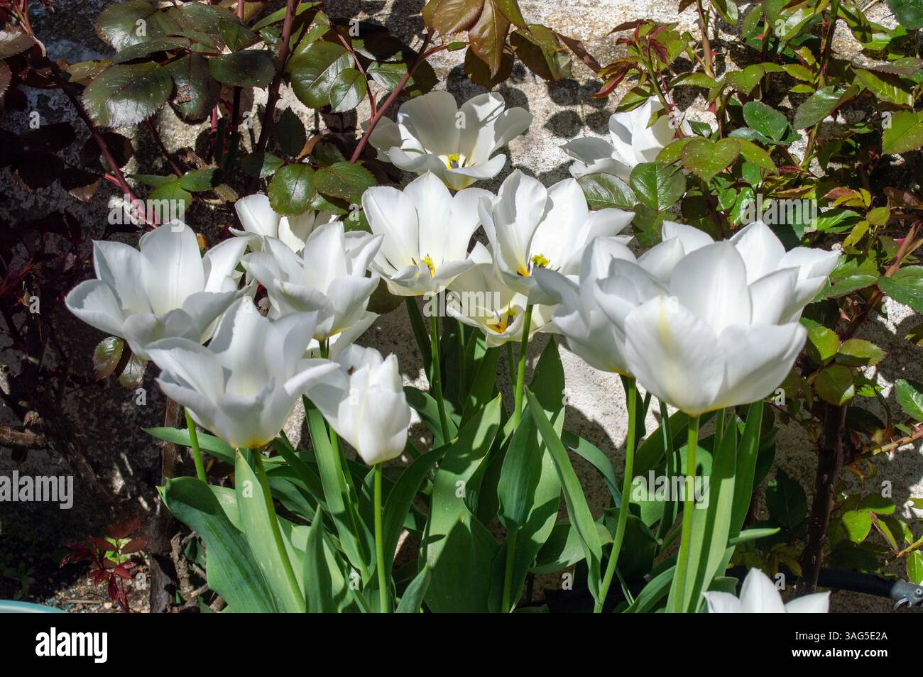 Schöne weiße Tulpen im Garten im Frühling. Knollenblüten. Stockfoto
