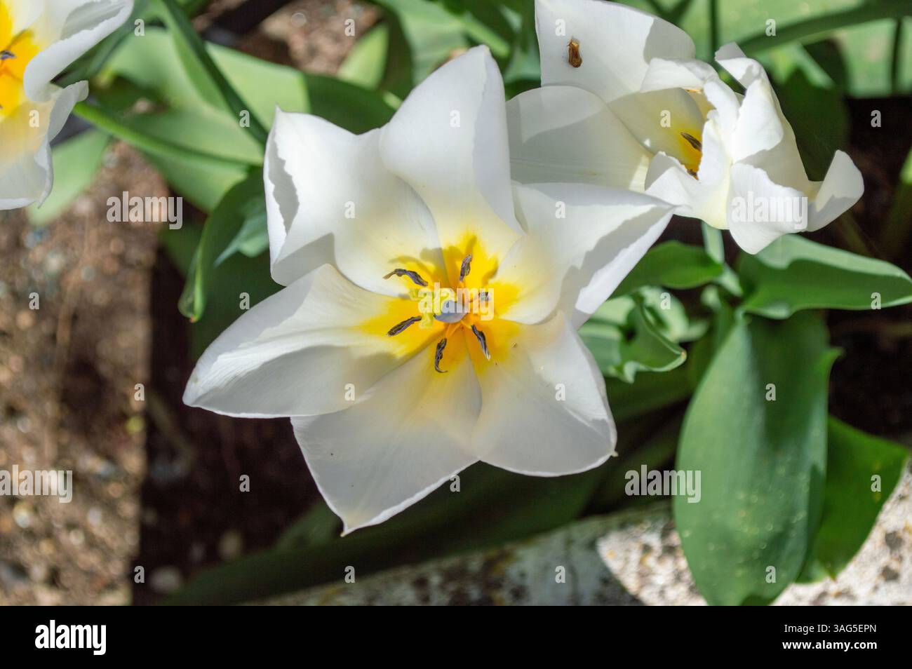 Schöne weiße Tulpen im Garten im Frühling. Knollenblüten. Stockfoto