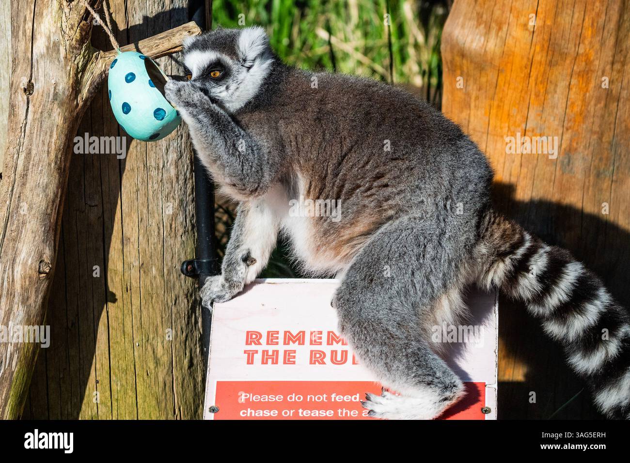 London, Großbritannien. April 2025. Gefährdete RingelschwanzLemuren untersuchen sorgfältig handgefertigte pastellfarbene Ostereier aus Pappe, die Würfel von Süßkartoffeln verstecken - Easter im ZSL London Zoo im Regent's Park. Die Tierpfleger des Londoner Zoos bereiten Osterspezialitäten für Tiere mit einer Auswahl an saisonalen Überraschungen für Löwen, Lemuren und Erdmännchen zu. Guy Bell/Alamy Live News Stockfoto