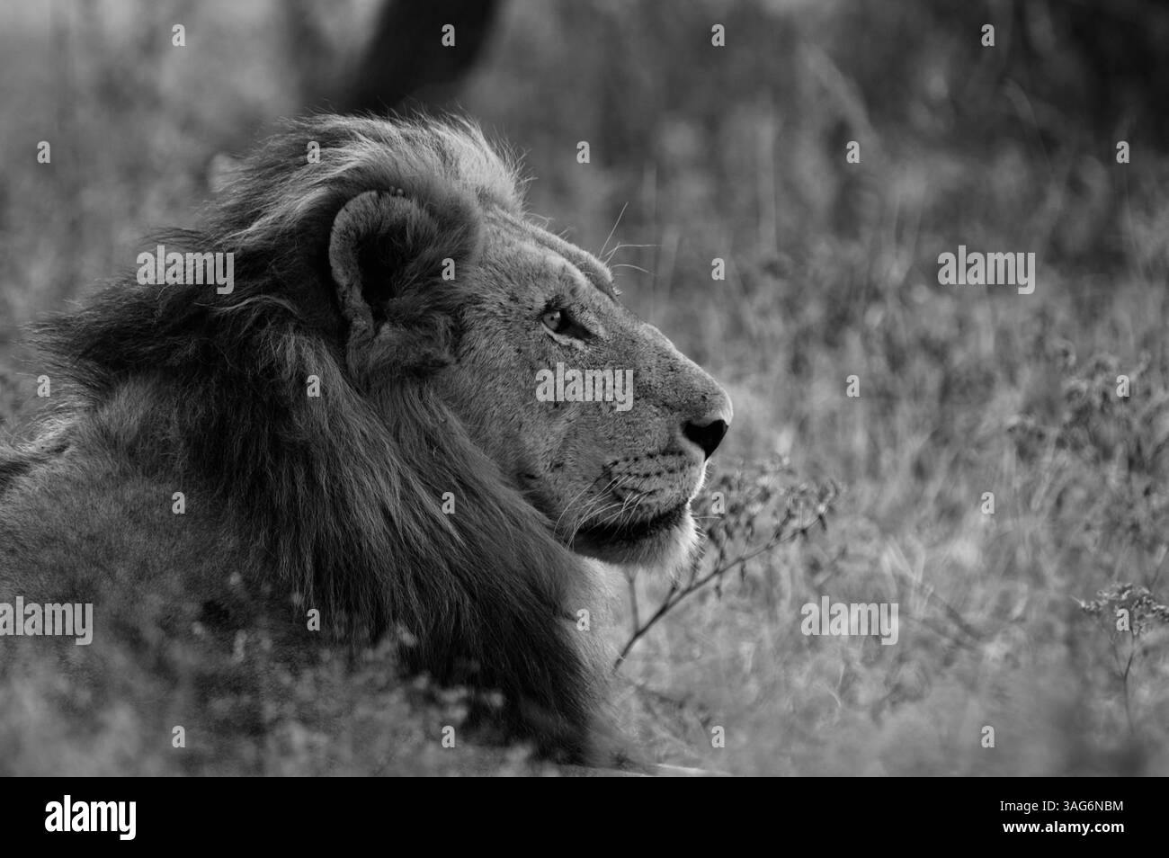 König des Busches in Schwarz und weiß Stockfoto