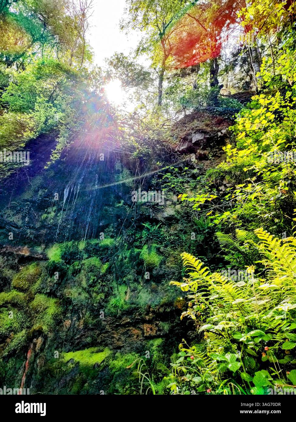 Lebendige, farbenfrohe Waldszene mit dramatischen Sonnenstrahlen, die durch Bäume strömen. Verbessert für künstlerische Effekte, ideal für kreative oder künstlerische Zwecke. Stockfoto