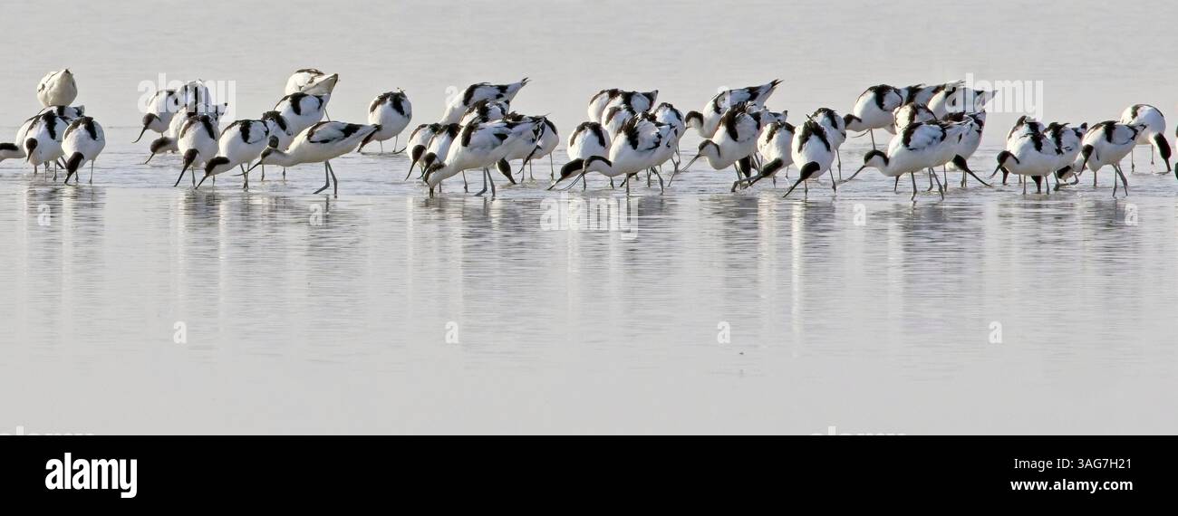 Rind Avocet (Recurvirostra avosetta), Herdenfütterung zusammen, Little Rann of Kutch, Gujarat, Indien. Stockfoto