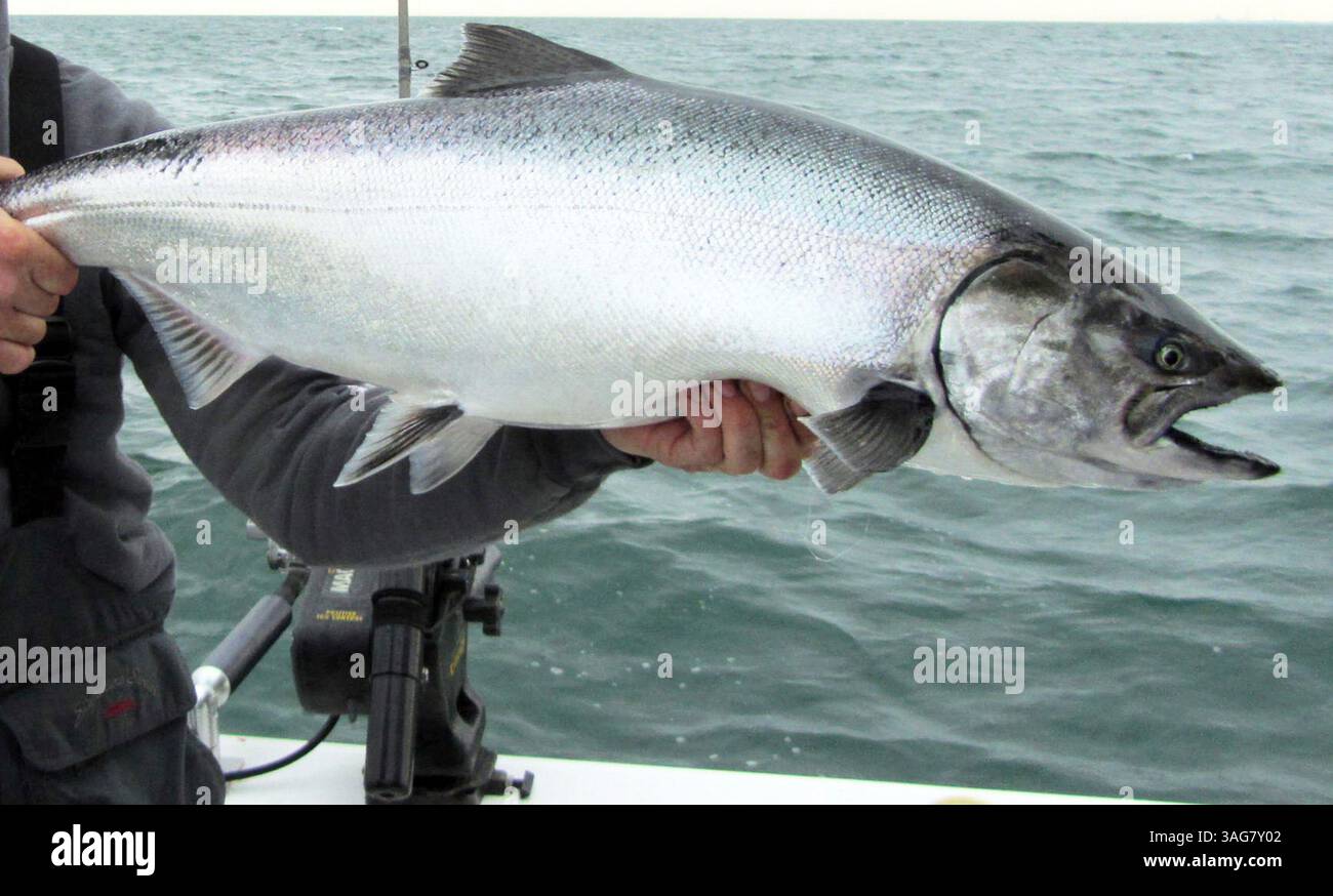 30. April 2012: USA: Ein chinook-Lachs, der 2012 im Michigan-See gefangen wurde. (Abbildung: © Eric Sharp/TNS via ZUMA Wire) Stockfoto