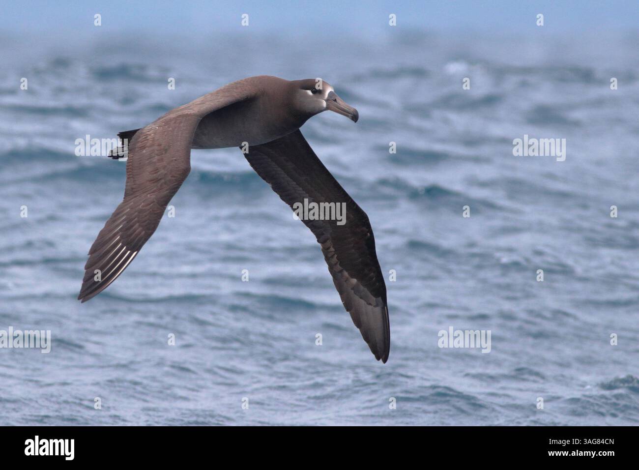 Schwarzfuß-Albatross (Phoebastria nigripes), auf See vor Yilan County, Taiwan, März 2025 Stockfoto