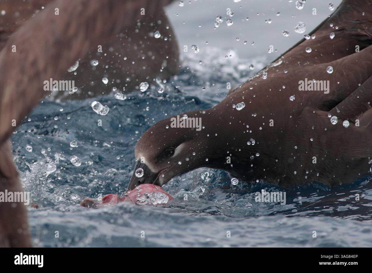 Schwarzfuß-Albatross (Phoebastria nigripes), auf See vor dem Yilan County, - Fütterung von 'Chum', Taiwan März 2025 Stockfoto