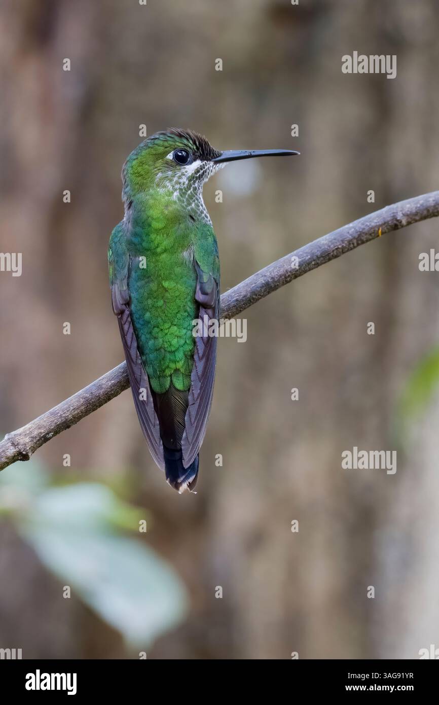 Grüngekrönte Brillantin in Costa Rica Stockfoto
