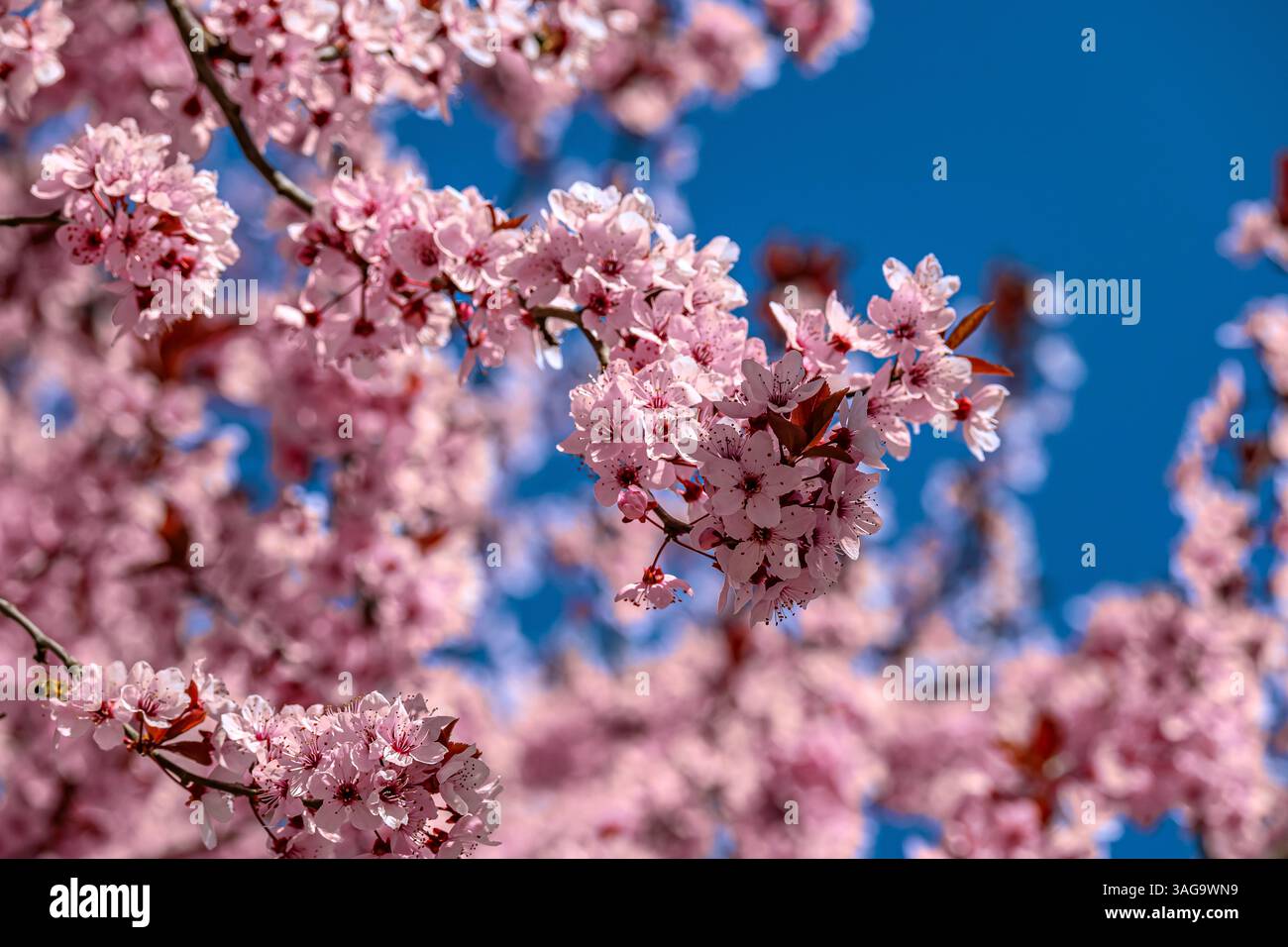 Floral : Blossom Burst Stockfoto