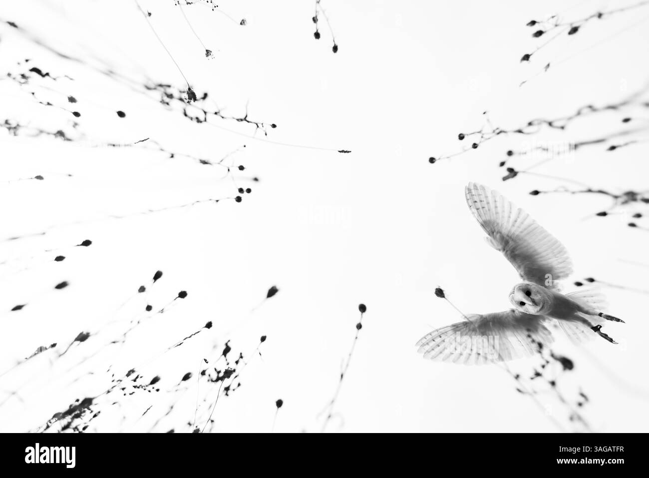 Scheuneneule Tyto alba (Gefangenschaft), erwachsener Mann im Flug, Hawk Conservancy Trust, Hampshire, Großbritannien, Oktober Stockfoto