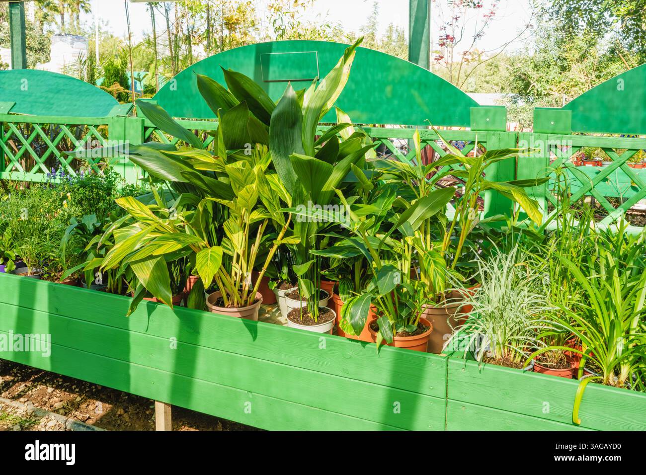 Reihen grüner Pflanzen, die in einem Gartencenter angeordnet sind. Stockfoto