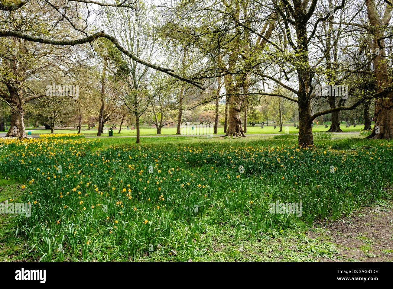 Sonniger Tag Spaziergang durch Bute Park Cardiff City South Wales Großbritannien Stockfoto