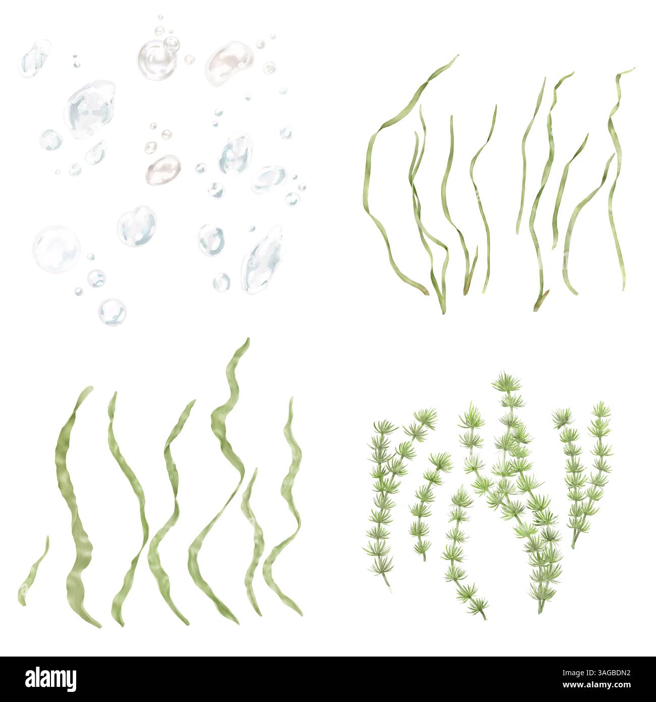 Grüne Algen. Set mit separaten Blättern und Stielen. Aquarellabbildung. Die Unterwasserwelt des Ozeans und die Blätter der Pflanzen für Blumendekoration Stockfoto