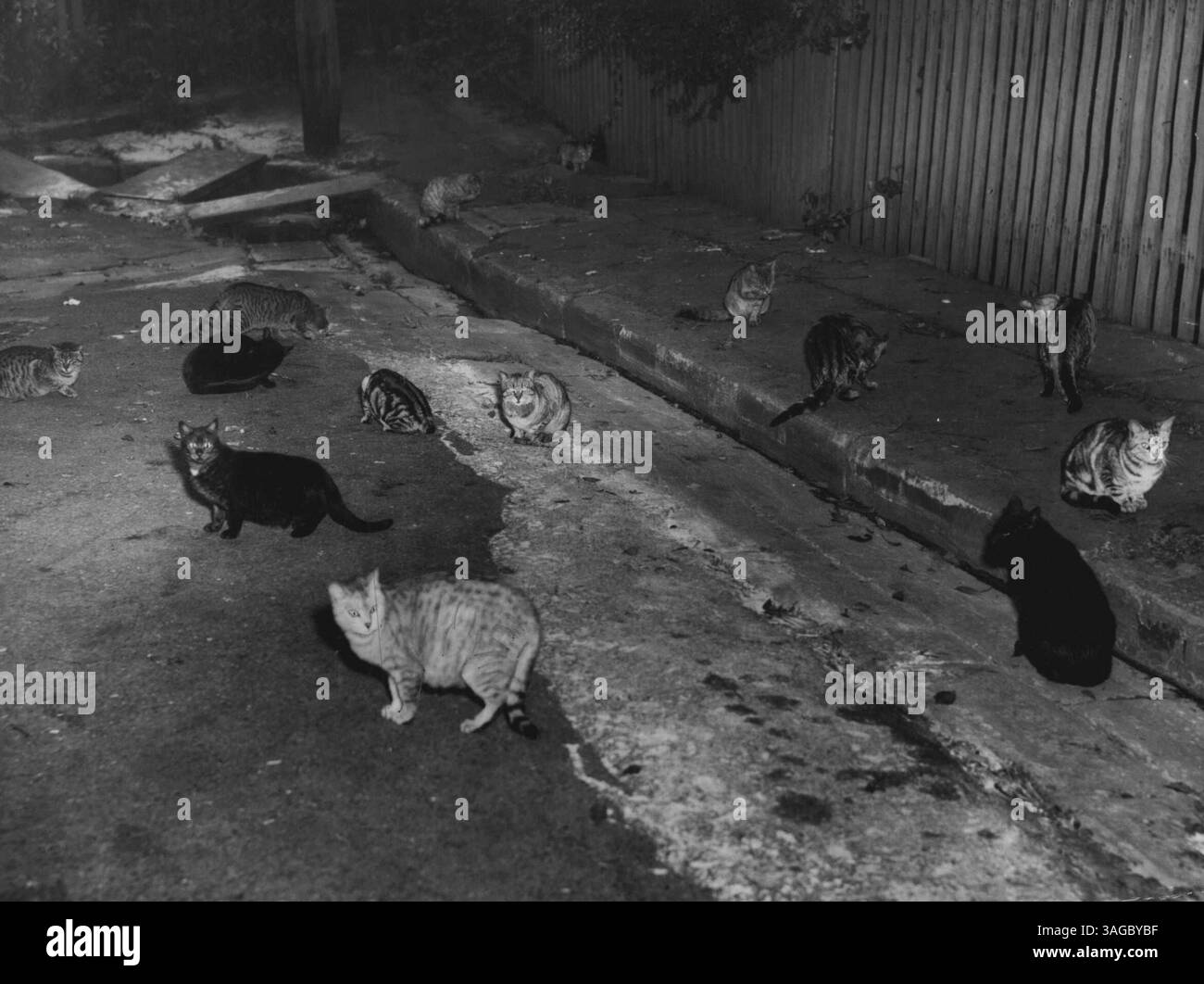 Mehr als 50 Katzen - einige davon oben abgebildet - haben sich auf dem Gelände des St. Luke's Hospital in Darlinghurst niedergelassen. Patienten und Pflegekräfte können wegen ihres Lärms nicht schlafen. Eine unbekannte ältere Frau hat die Katzen angezogen, indem sie jeden Nachmittag Fleisch in die Nähe der Krankenhaustore legte. Die Katzen brüten schnell. St. Luke's Personal glaubt, dass 200 Katzen in drei Monaten dort sein werden. Das Krankenhaus hat vergeblich den Stadtrat und die RSPCA um Hilfe gebeten. August 1951. Stockfoto