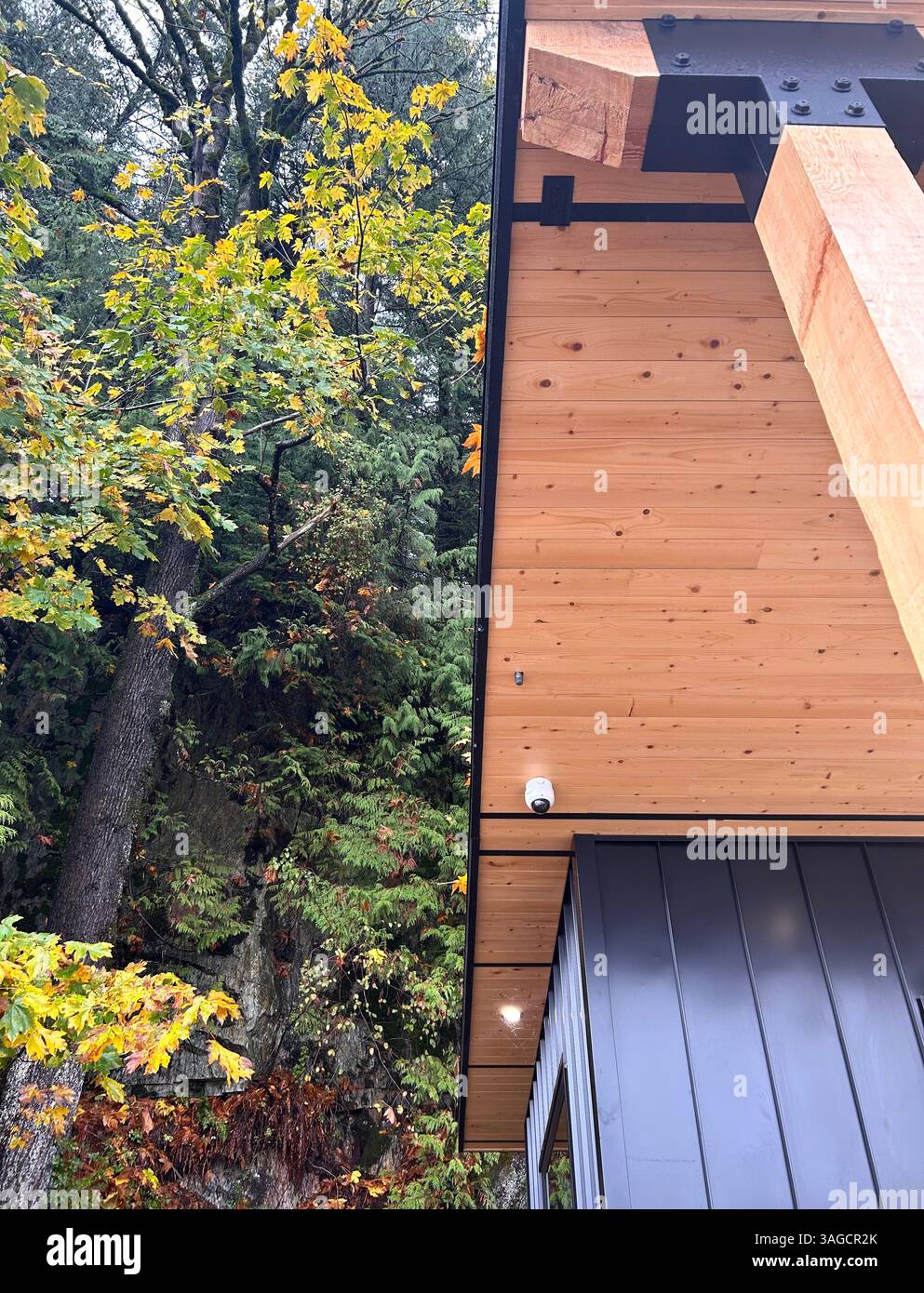 Holz und Natur in Herbstharmonie - Smartphone-aufgenommenes Stockfoto