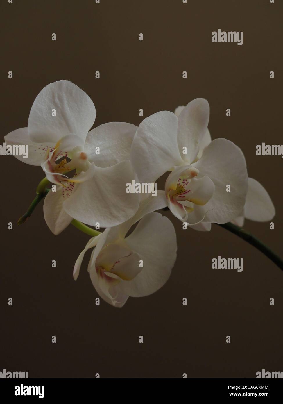 Nahaufnahme von Blumen auf weißgrauem Hintergrund Stockfoto