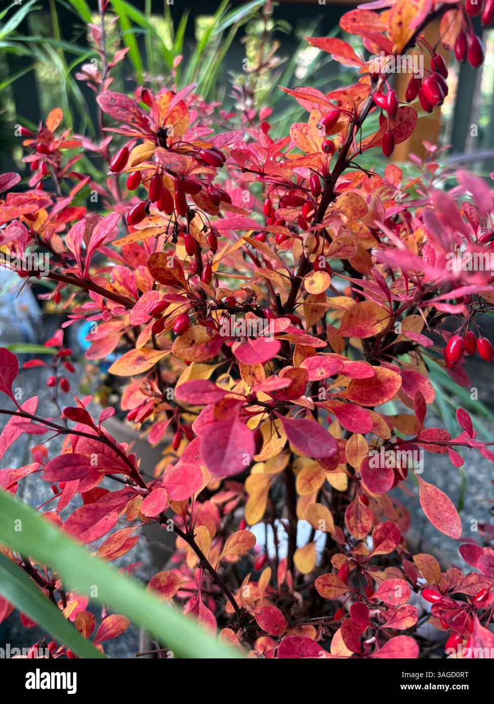 Rot-orange Laub mit Beeren - Smartphone-aufgenommenes Stockfoto