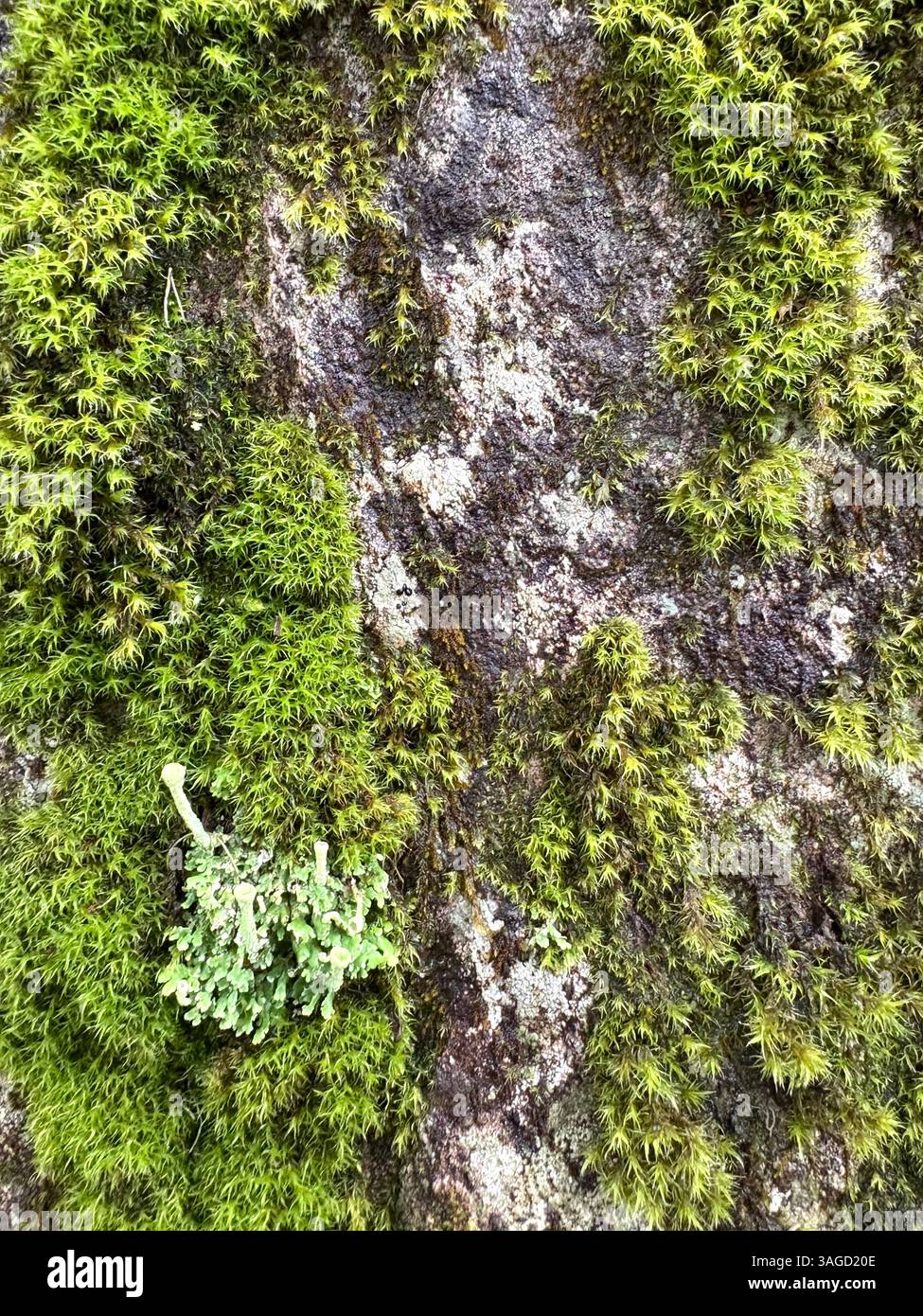 Nahaufnahme von Moos und Flechten auf Rock - Smartphone-aufgenommenes Stockfoto