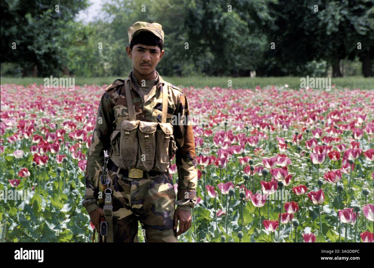 20. November 2005 – Jalalabad, Afghanistan – Afghanistan offiziell die Islamische Republik Afghanistan ist ein Binnenland, das etwa im Zentrum Asiens liegt. Die Politik in Afghanistan bestand historisch aus Machtkämpfen, blutigen Putschen und instabilen Machtübertragungen. Mit Ausnahme einer Militärjunta wurde das Land im letzten Jahrhundert von fast jedem Regierungssystem regiert, einschließlich einer Monarchie, republik, Theokratie und kommunistischem Staat. ABBILDUNG: Afghanischer Soldat bewacht das Mohnfeld (Bild: Ton Koene/ZUMAPRESS.com) Stockfoto