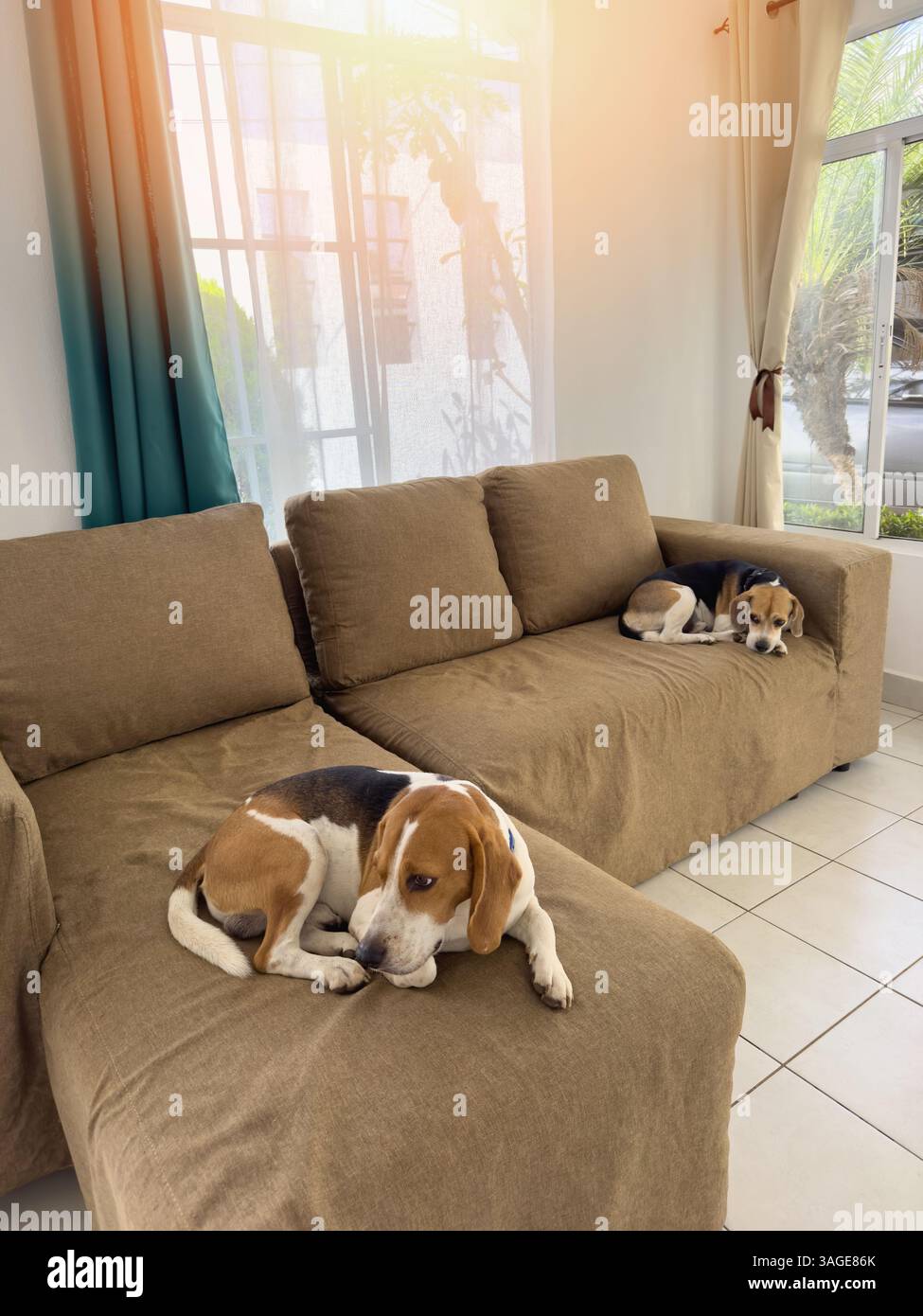 Zwei Beagle-Hunde auf der Couch, die nach dem Spielen im Garten ruhen Stockfoto