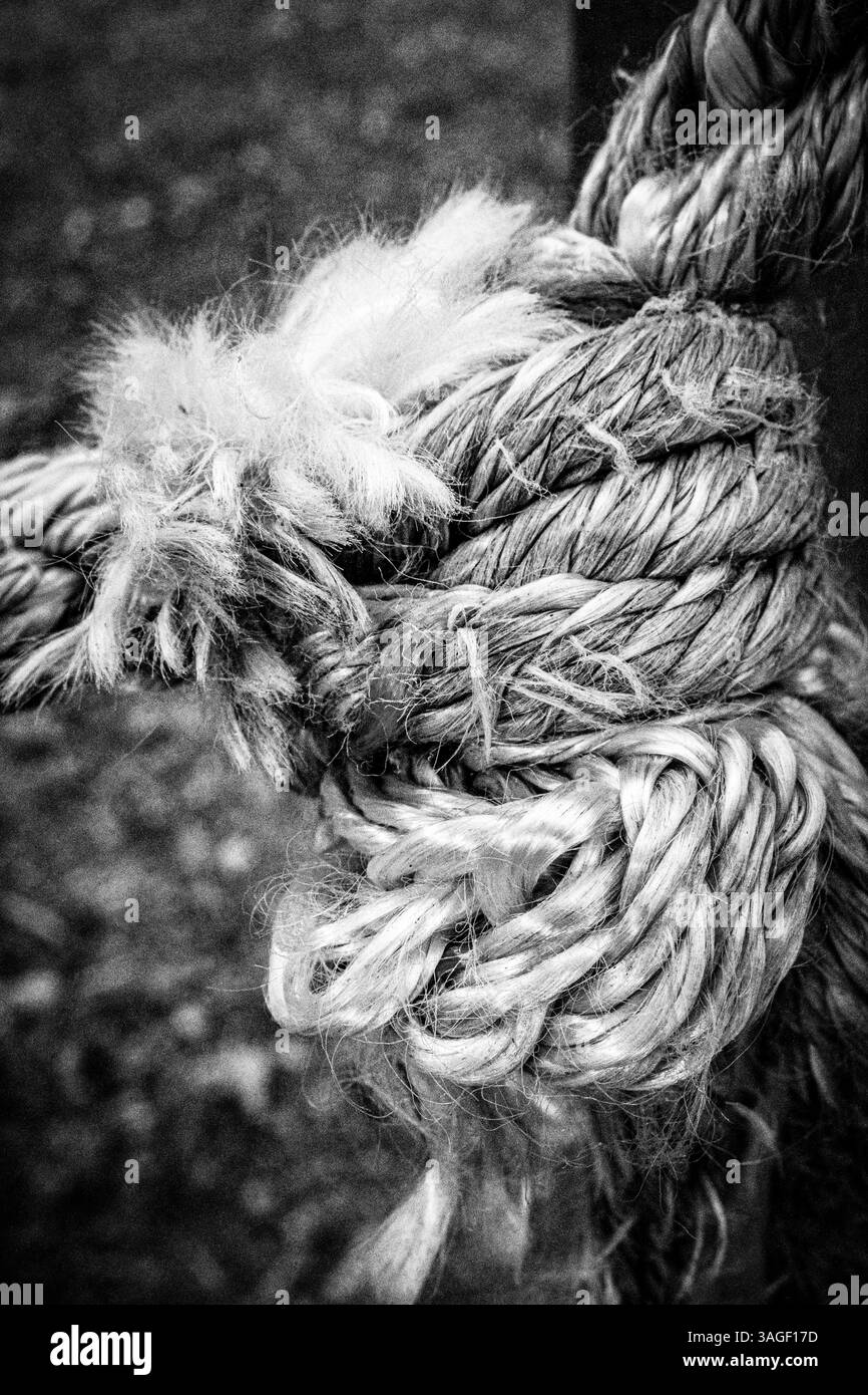 Seilknoten. Konzept für Vertrauen, Vertrauen, Stärke. Sicherheit, Sicherheit, Zweisamkeit, Zeichen, sicher, gebunden. S&W-Körnung. Stockfoto