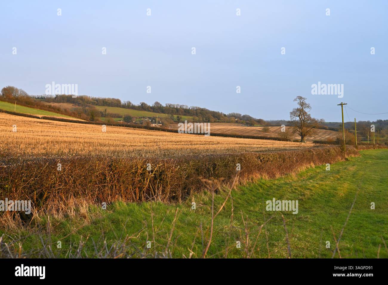 Sanfte Landschaft von Gloucestershire in der Nähe von Wotton-Under-Edge, Januar mit überwinterten Stoppeln auf den Feldern UK Stockfoto