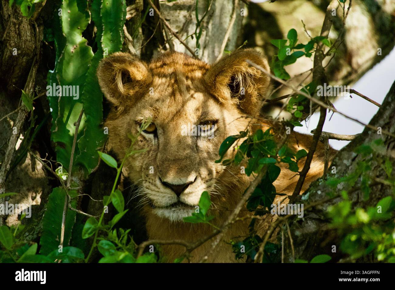 Ein Löwenjunges in einem Baum sucht nach seiner Mutter und schaut in die Kamera Stockfoto