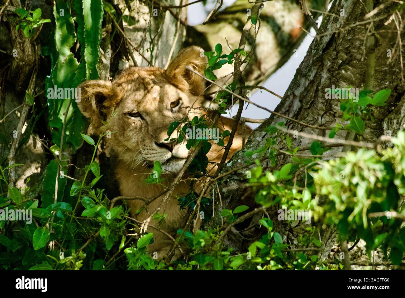 Ein Löwenjunges in einem Baum sucht nach seiner Mutter und schaut in die Kamera Stockfoto