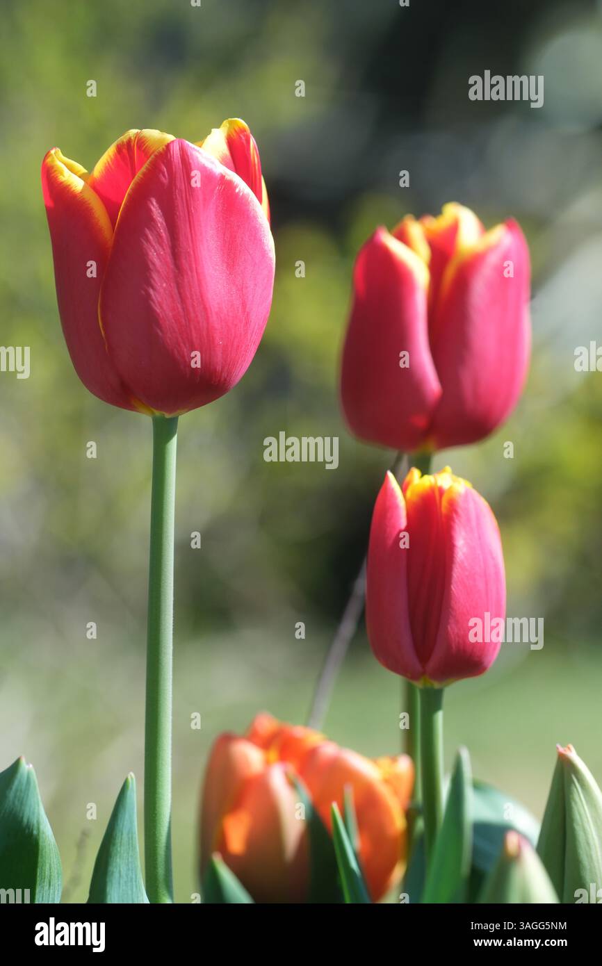 Tulpen in Blüte im Frühling Sonnenschein - April Großbritannien Stockfoto