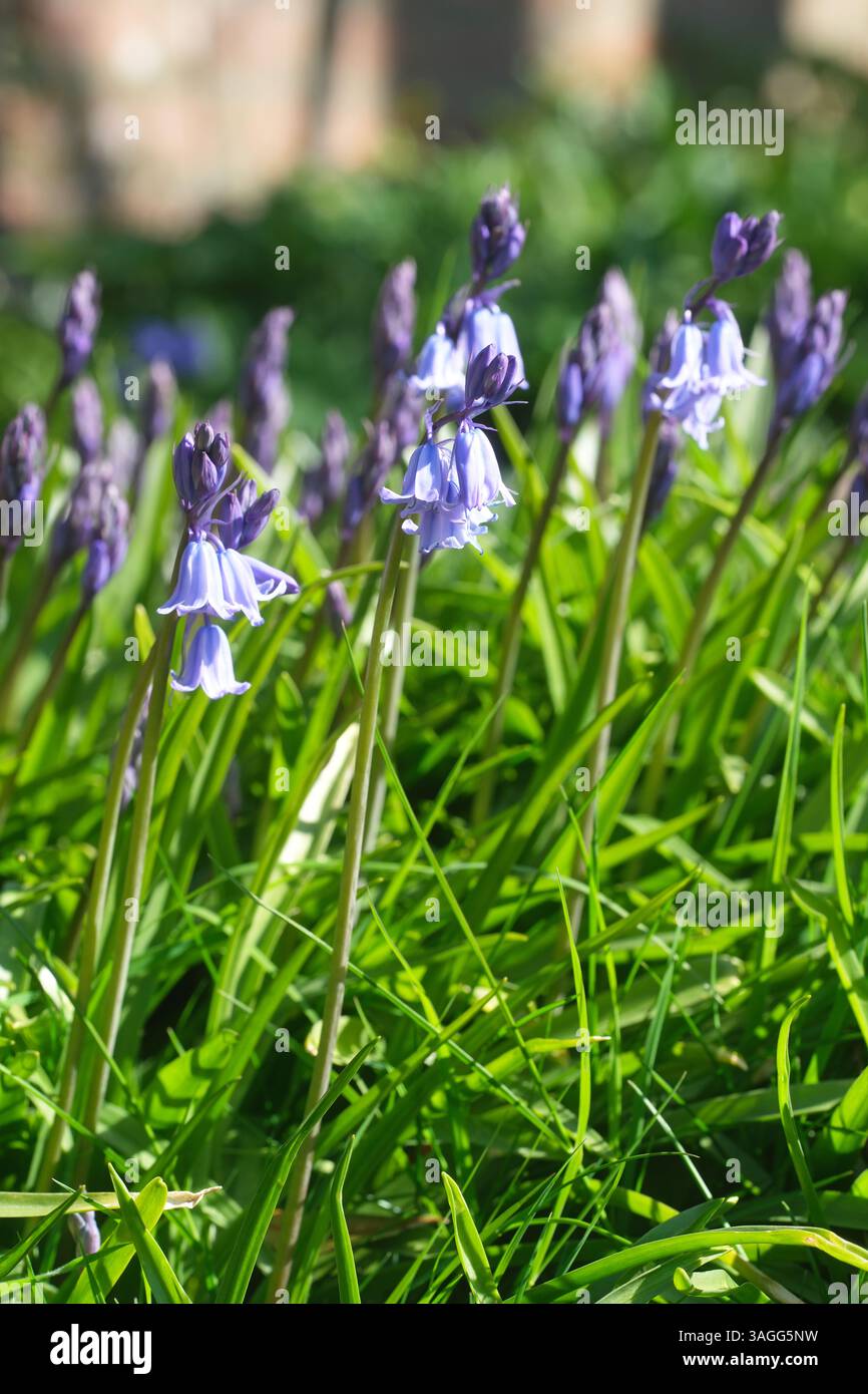 Glockenblumen in der Frühlingssonne - April Großbritannien Stockfoto