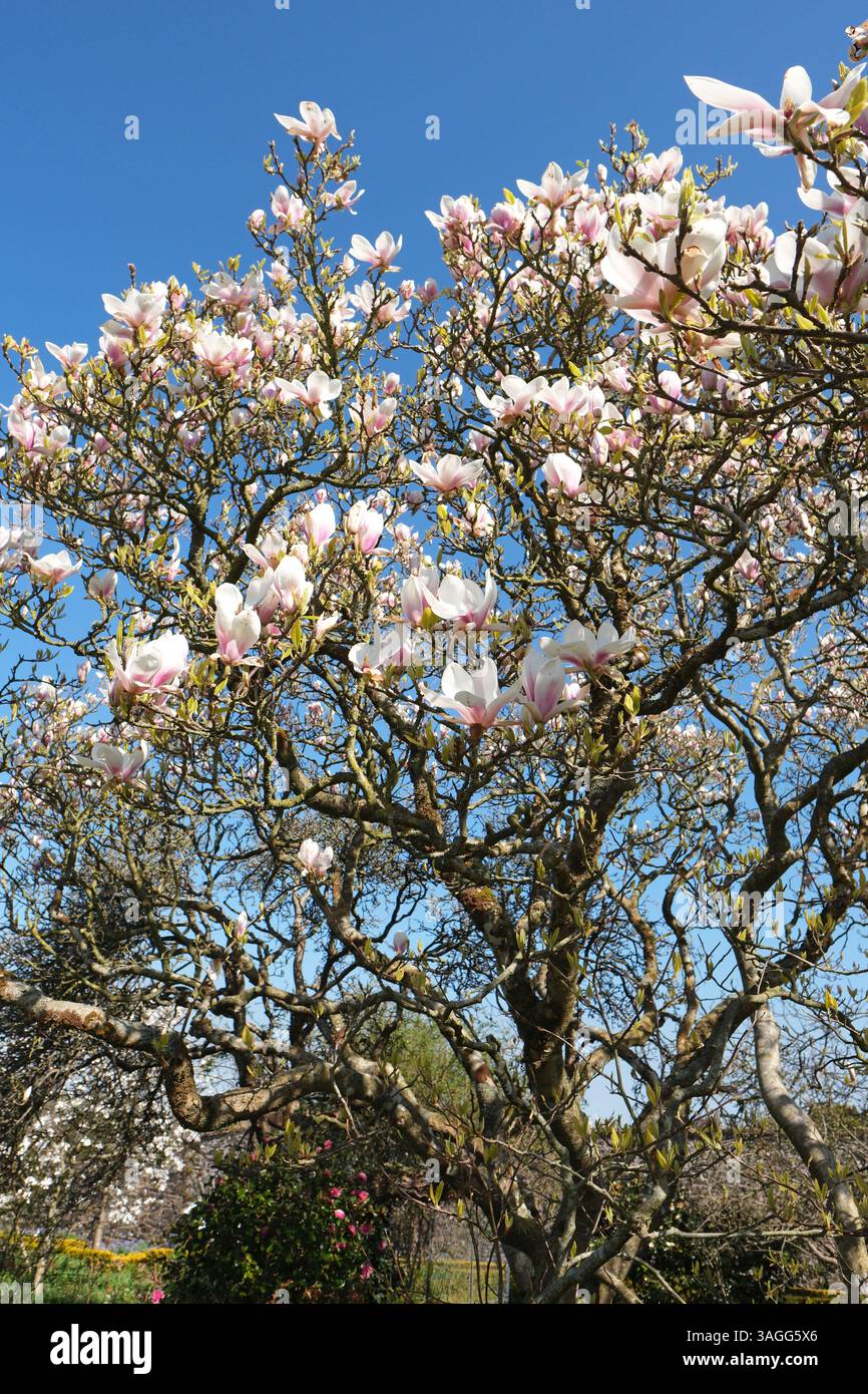 Magnolienbaum in voller Blüte bei Frühlingssonne - April Großbritannien Stockfoto