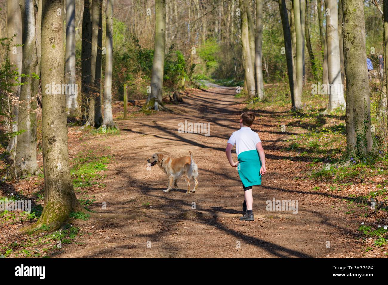 Rückansicht eines Jungen in Schuluniform, der seinen Hund nach der Schule auf einem Waldweg läuft Stockfoto
