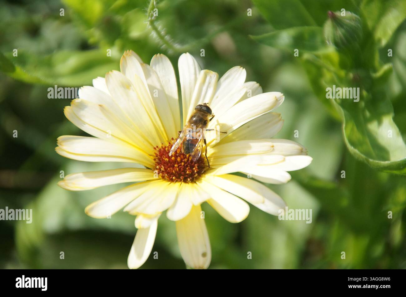 Eine Biene, die auf einer Blume sitzt und ihre Gliedmaßen aneinander reibt Stockfoto