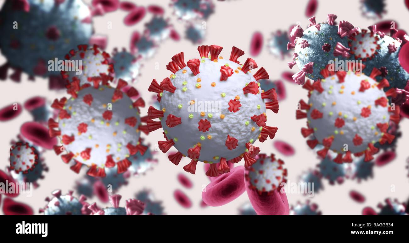 Bild des 3D-Makrokoronavirus und der roten Blutkörperchen, die sich auf weißem Hintergrund drehen Stockfoto