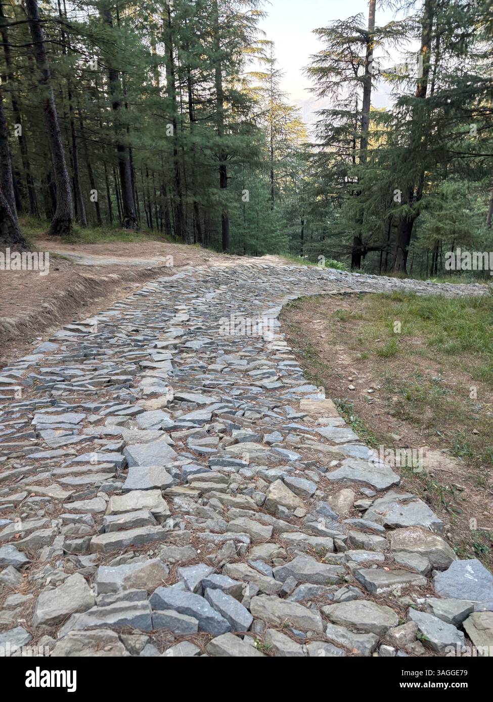 Steinweg im Kiefernwald - Smartphone-aufgenommenes Stockfoto