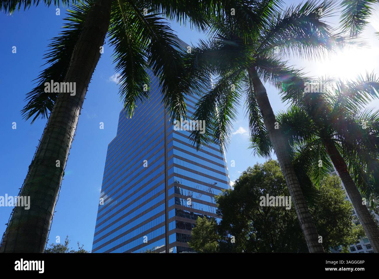 701 Brickell ist ein moderner Bürohochhaus im Finanzviertel Brickell in Miami, Florida, umgeben von Palmen Stockfoto