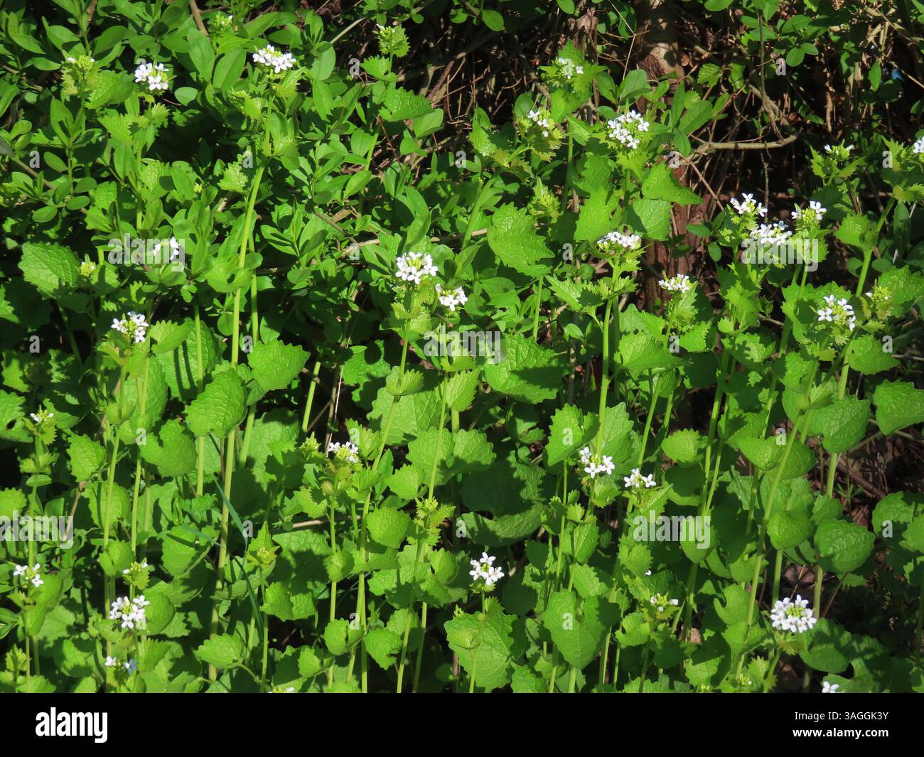 ...Endlich ist sie wieder da...die Knoblauchsrauke - der Knobllauch des Kleinen Mannes...sehr bekoemmlich, sehr schmackhaft - kann nach dem Zupfen gleich verzehrt werden...als Belag auf ein Brot... Knoblauchsrauke Cluster *** endlich ist es zurück die Knoblauchrakete der Knoblauchlachs des kleinen Mannes ist sehr beliebt, sehr lecker kann sofort nach dem Zupfen als Topping auf einer Brotknoblauchrakete gegessen werden Stockfoto