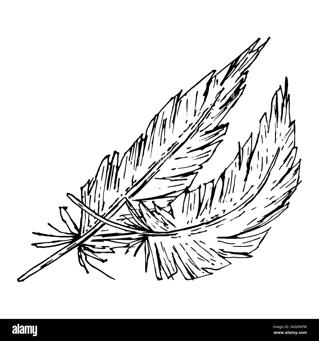 Vektorillustration zweier Kunstfedern mit strukturierten Tintenlinien. Ideal für Dekorationen mit Stammesthemen, Etiketten für natürliche Produkte und rustikale Hochzeitsdesigns Stock Vektor