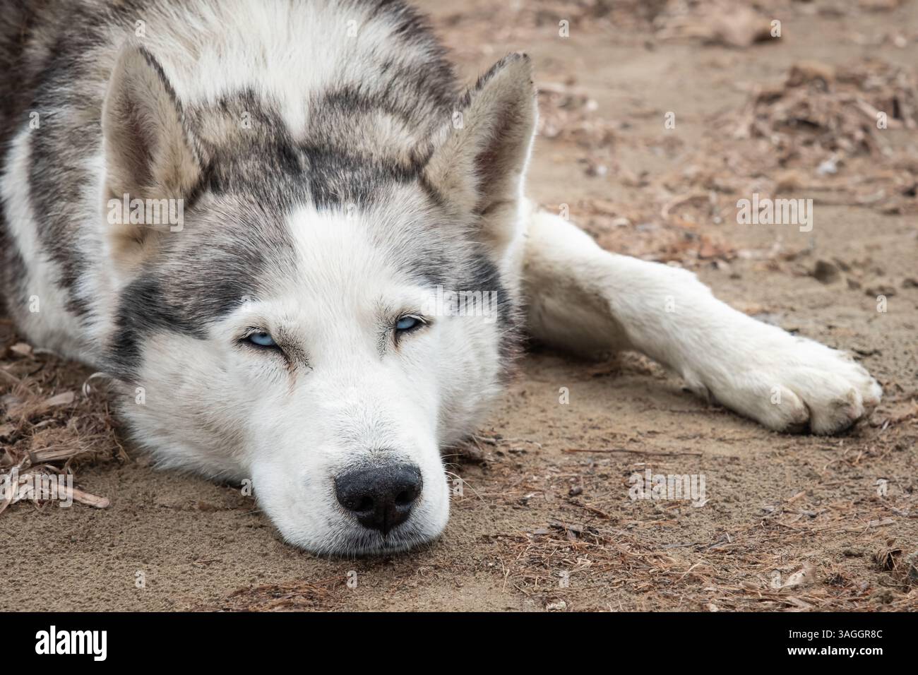 Nahaufnahme eines schönen Husky-Hundes mit blauen Augen, die auf dem Boden liegen. Ruhender sibirischer Husky im Freien. Niemand, Straßenfoto. Entspannender Hund, waagerecht Stockfoto