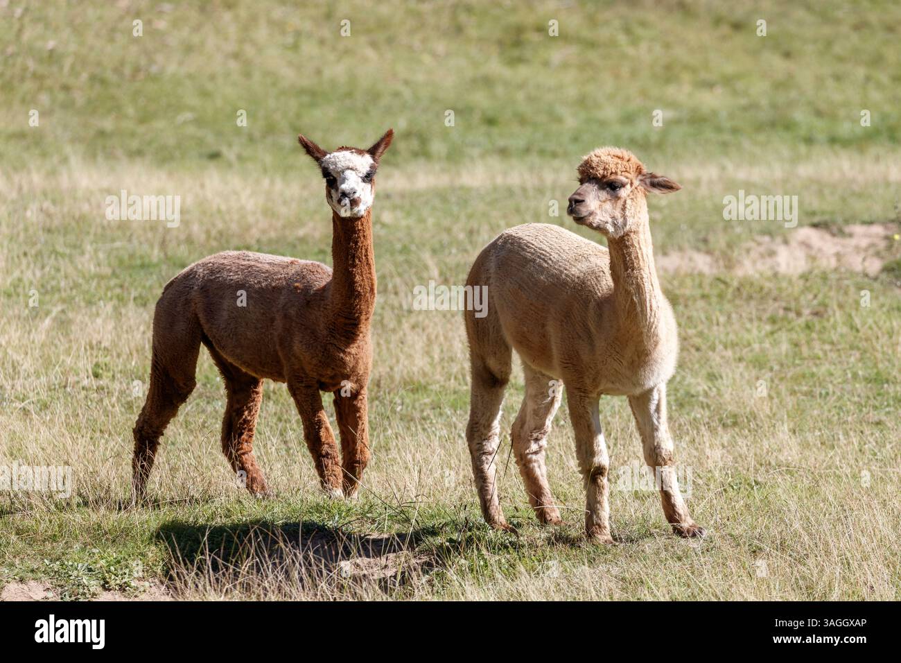 Foto von zwei freundlichen Alpakas, die auf einem grasbewachsenen landwirtschaftlichen Feld stehen und die warme Sonne in den Blue Mountains in Australien genießen. Stockfoto