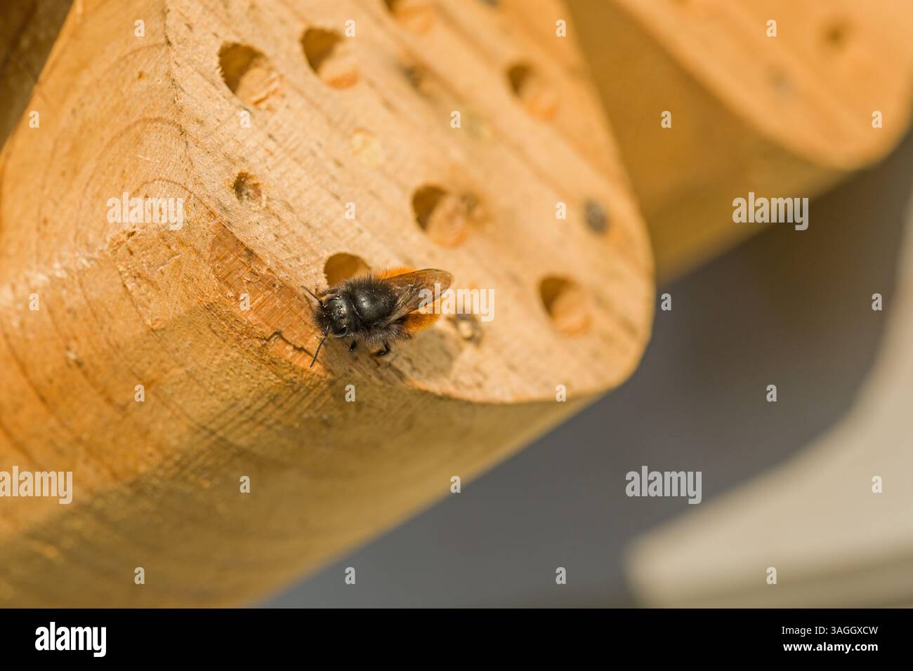 Eine europäische Obstbiene in einem Holzinsektenhotel an einer Brutröhre im Sonnenlicht Stockfoto
