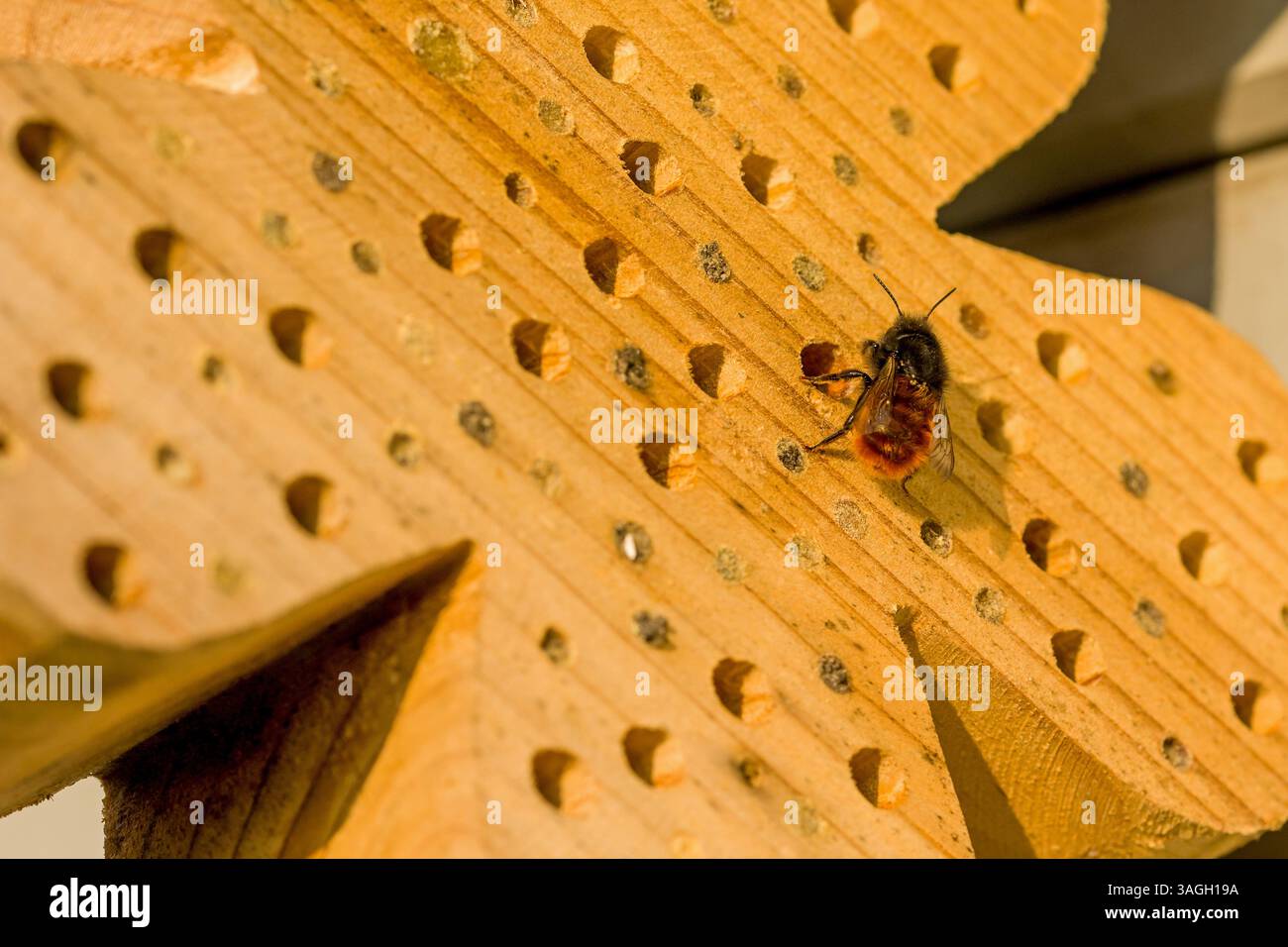 Eine europäische Obstbiene in einem Holzinsektenhotel an einer Brutröhre im Sonnenlicht Stockfoto