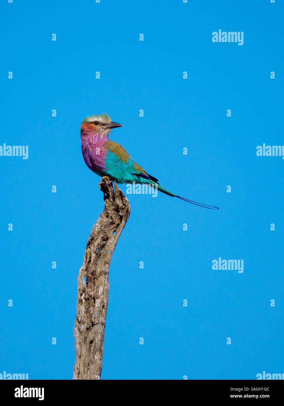 Fliederbrust Rollvogel, Kruger-Nationalpark, Südafrika Stockfoto