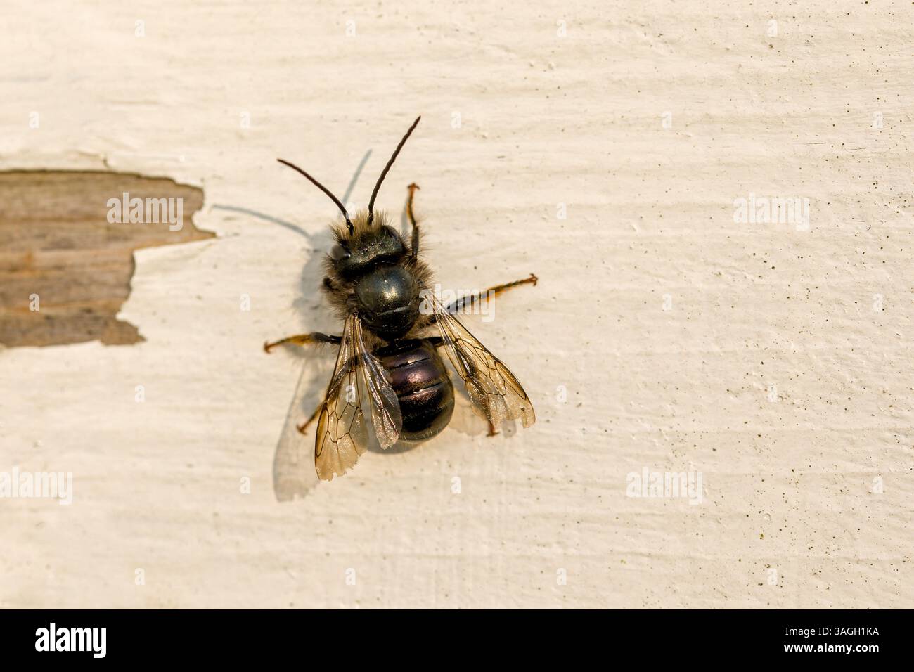 Eine obstbaumausbiene auf weißem hölzernem Hintergrund im Sonnenlicht Stockfoto
