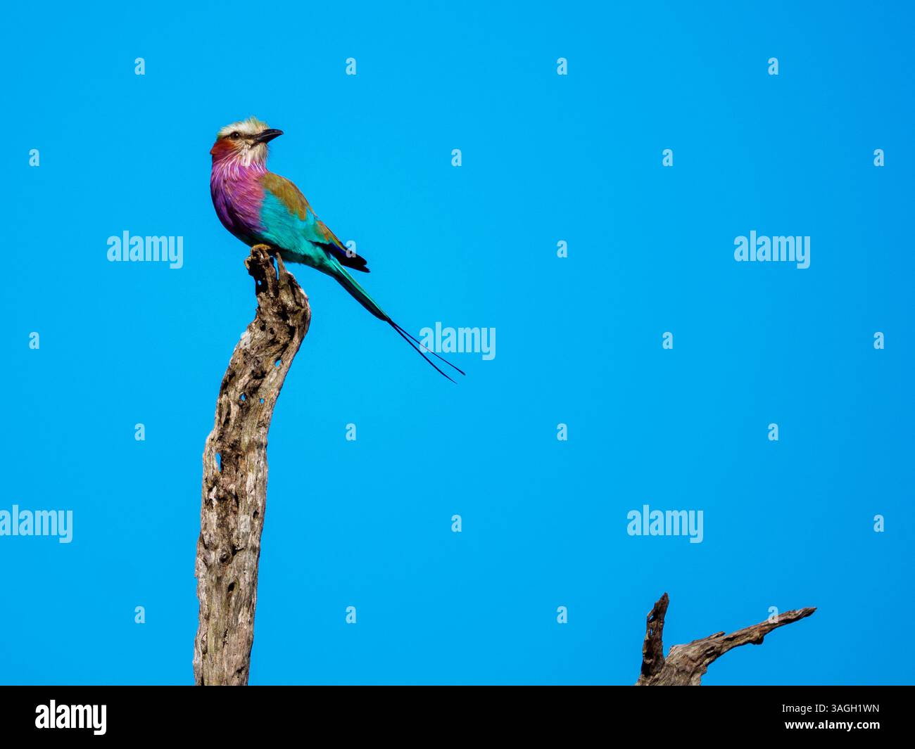 Fliederbrust Rollvogel, Kruger-Nationalpark, Südafrika Stockfoto