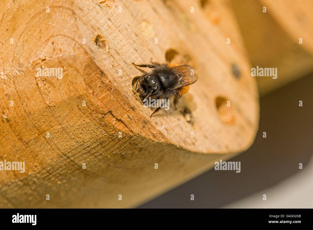 Eine europäische Obstbiene in einem Holzinsektenhotel an einer Brutröhre im Sonnenlicht Stockfoto