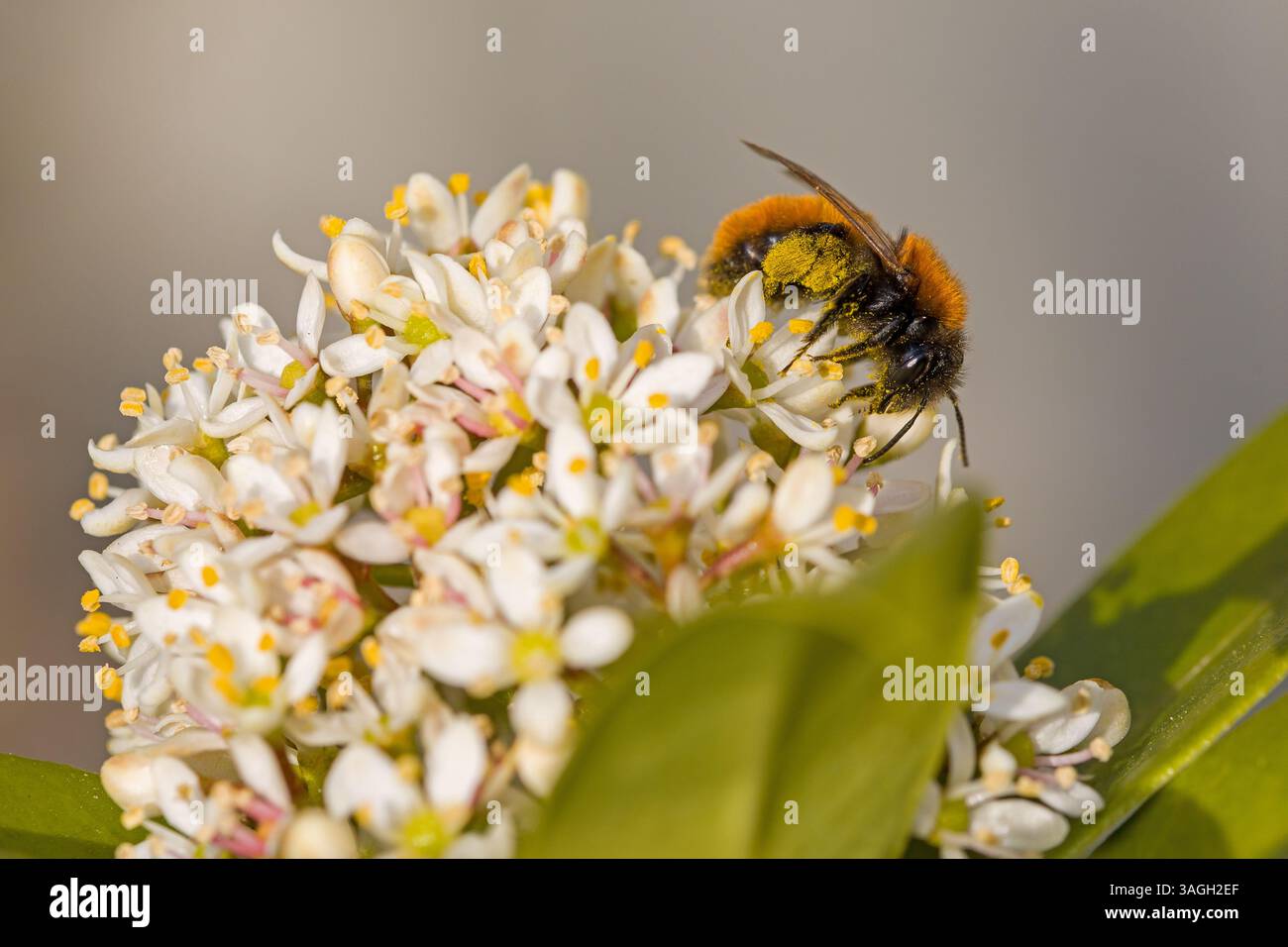 Eine europäische Obstbiene mit gelbem Pollen auf den weißen Blüten der japanischen Skimmia im Sonnenlicht Stockfoto