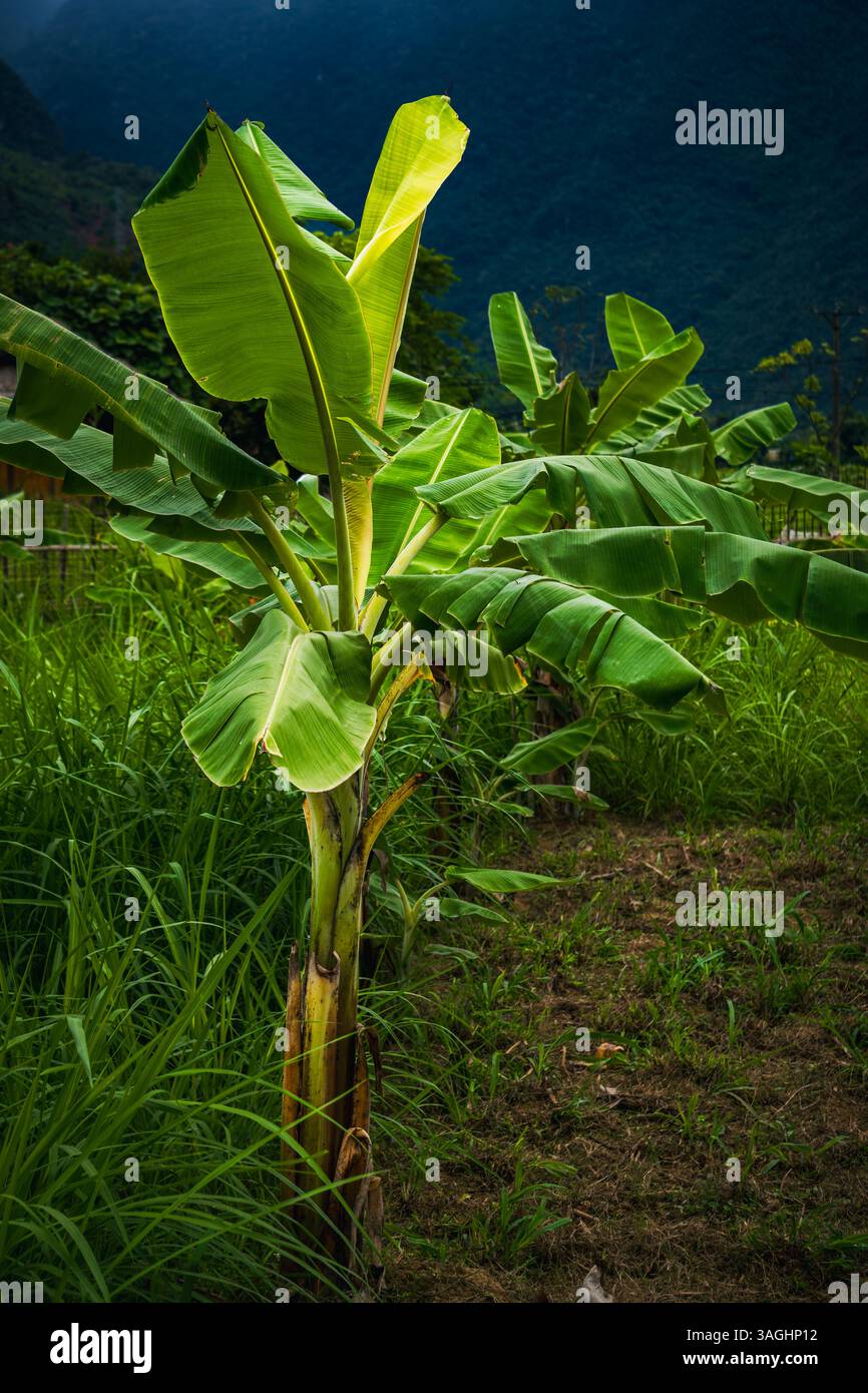 Bananenfabrik in Mai Chau, Vietnam Stockfoto
