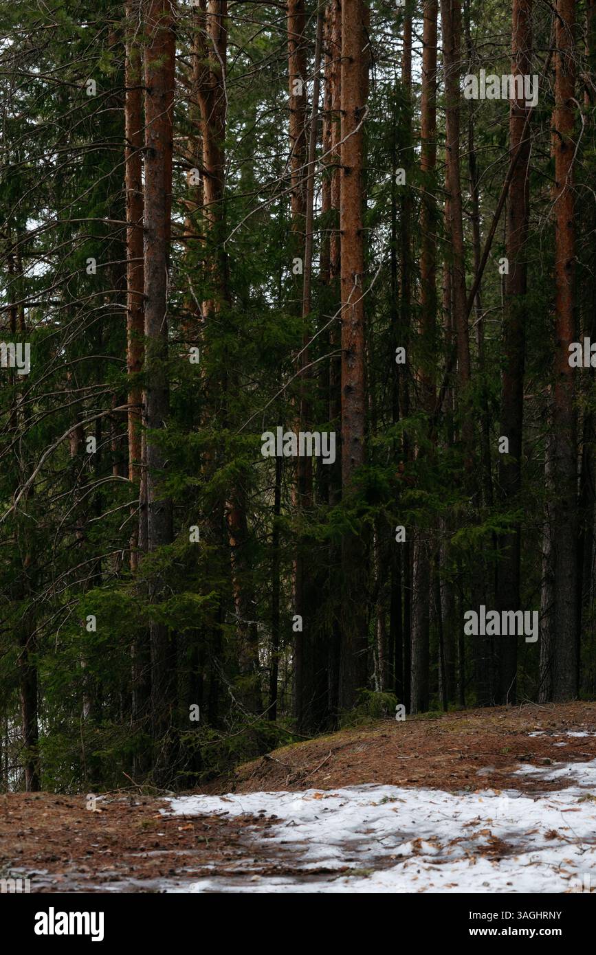 Frühlingswald. Landschaften mit Taiga-Bäumen am See. Stockfoto