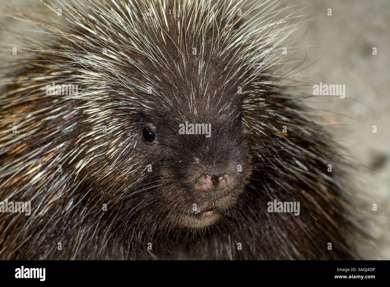 Nordamerikanische Stachelschweine aus Nahaufnahme, die 45 Grad in Richtung Kamera gerichtet ist. Stockfoto